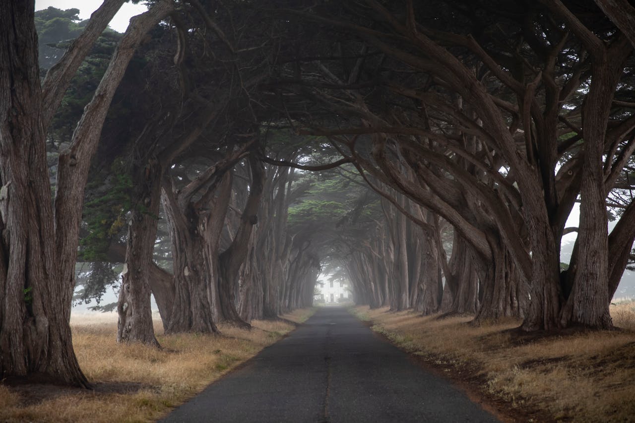 The Dark Hedges: How to Visit Northern Ireland's Most Photographed Road