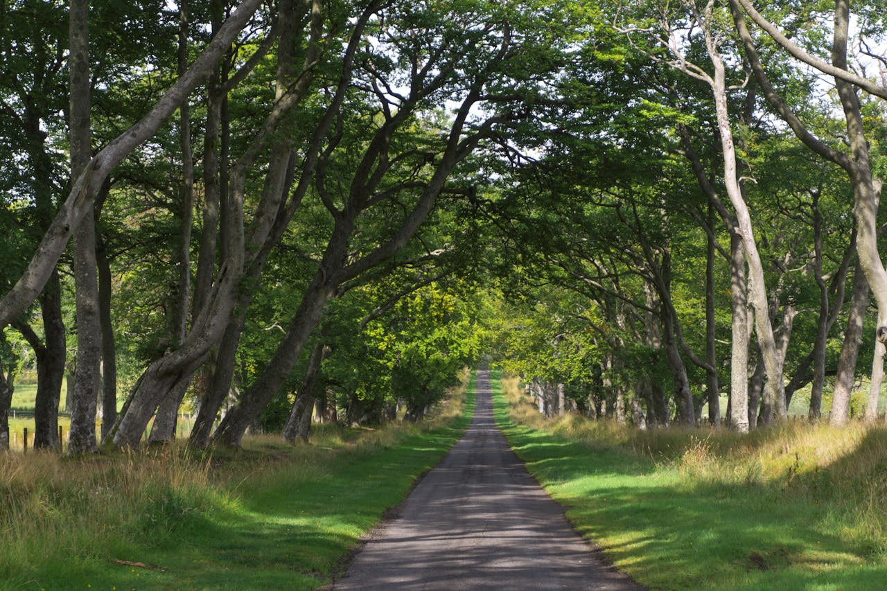 The Dark Hedges, filming location for the Kingsroad in Game of Thrones