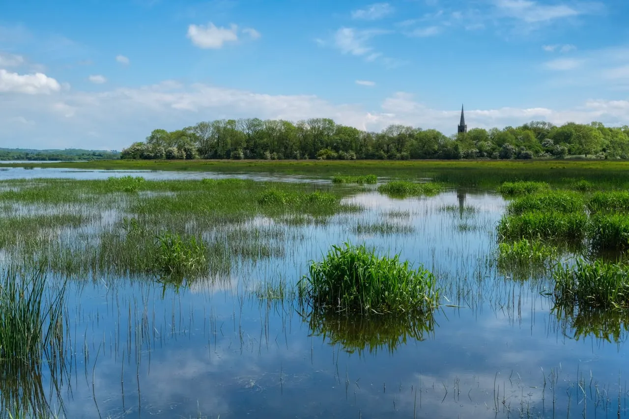 Grass and plants in a Fermanagh lake