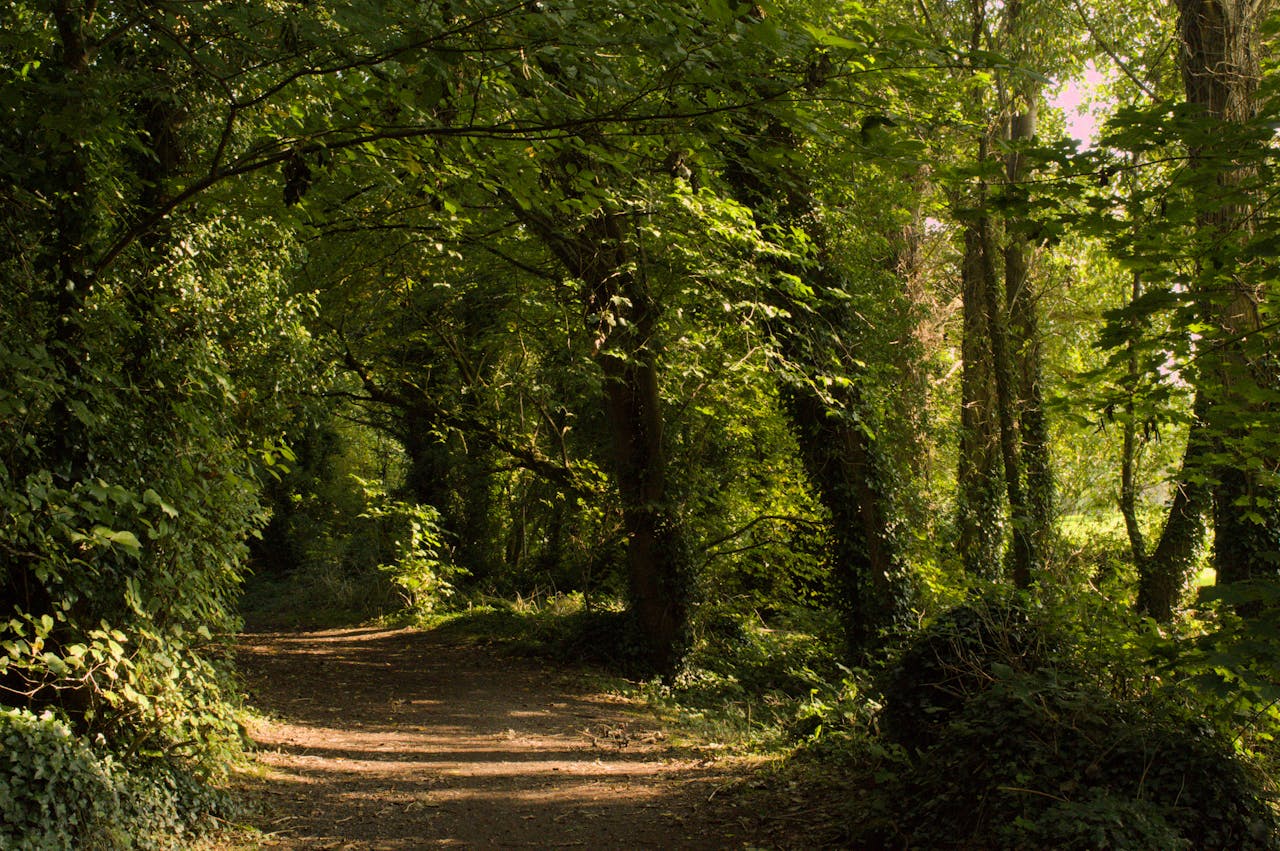 Tollymore Forest Park trail